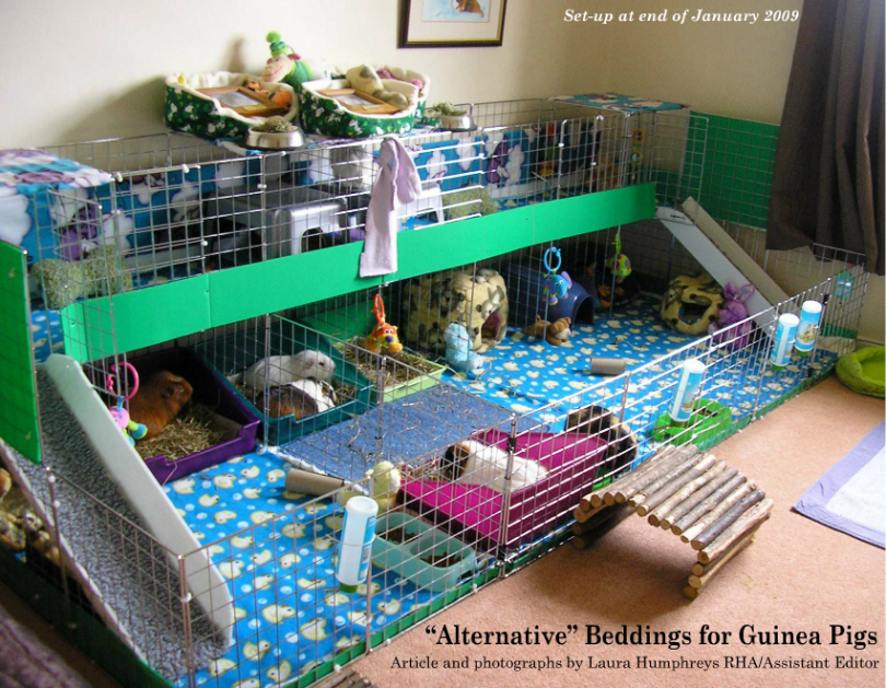 Amazing Guinea Pig Homes The Reading Residence