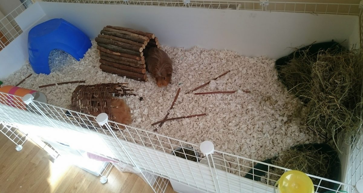 guinea pig homes indoor